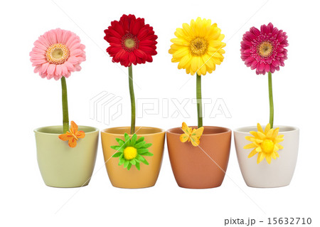 Four gerbera flowers in flower pot Four gerbera flowers in flower pot 15632710