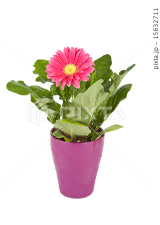 Gerbera plants in flowerpot Gerbera plants in flowerpot 15632711