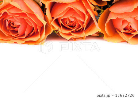 Three Roses 15632726