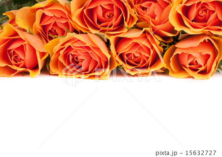 Beautiful background of roses 15632727