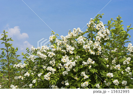 五月晴れと満開の野バラ 15632995