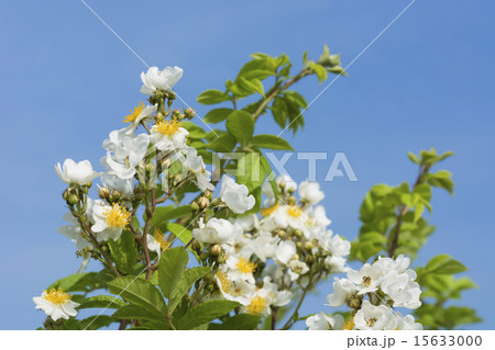 五月晴れと満開の野バラ 15633000
