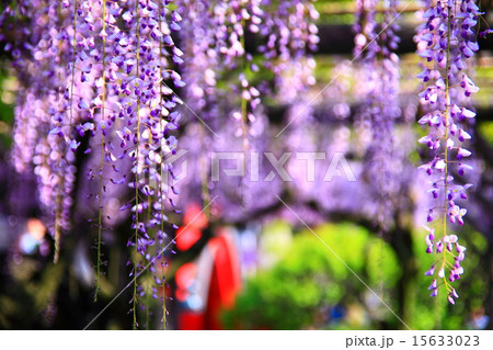 藤の花アップの写真素材