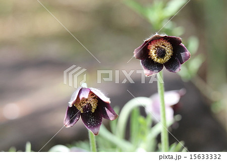 翁草 翁草 15633332