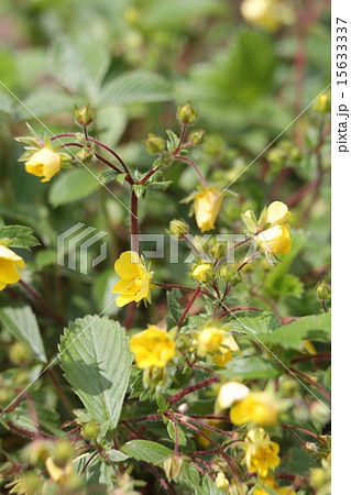 キジムシロ 15633337