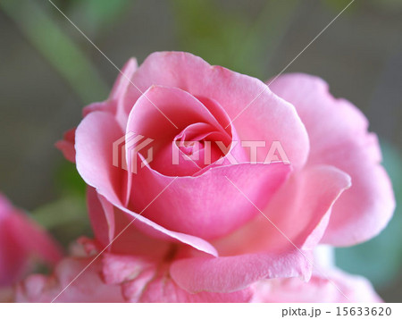Rose 15633620