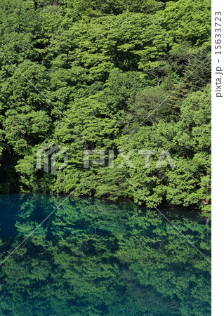 新緑の四万湖 15633723