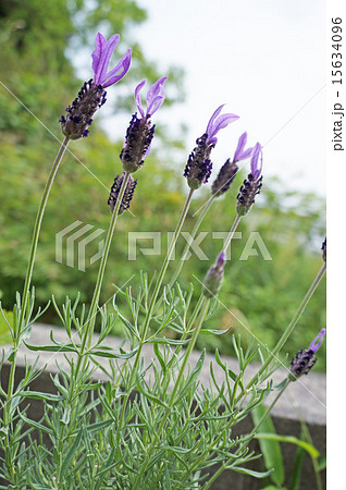 ラベンダー ラベンダー 15634096