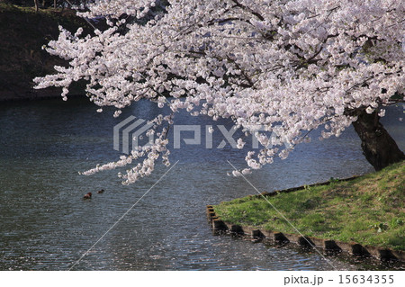 弘前ｊ城の桜 15634355