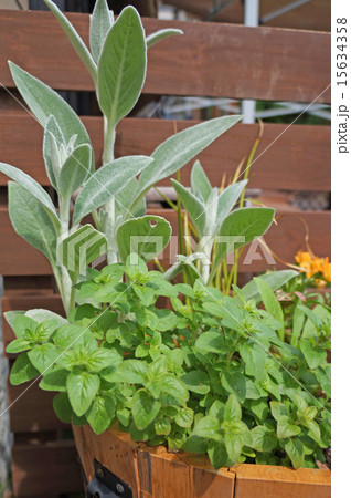 ハーブの寄せ植え ハーブの寄せ植え 15634358