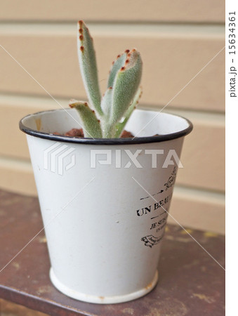 多肉植物 多肉植物 15634361