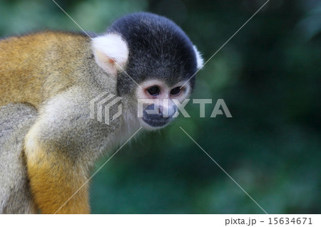 リスザル 15634671