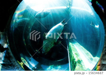 アザラシ アザラシ 15634687