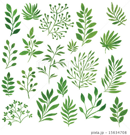 set of green branches painted in watercolor set of green branches painted in watercolor 15634708