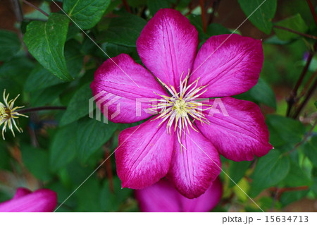 クレマチス　ハニア 15634713