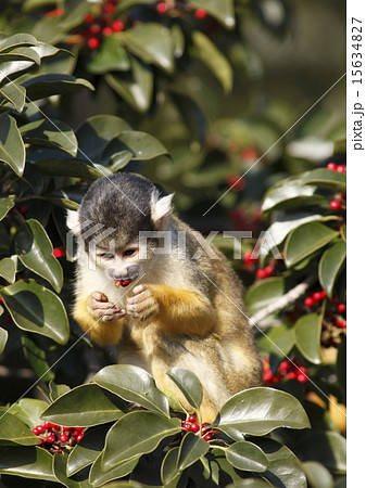 赤い実を食べるリスザルの写真素材