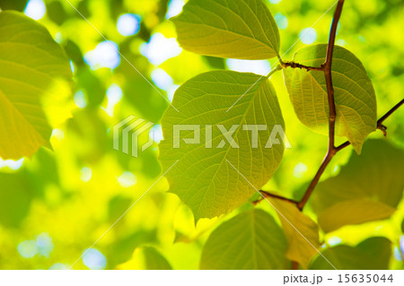 Web印刷に最適！　新緑のイメージ 15635044