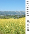菜の花 15635088