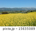 菜の花 15635089