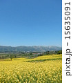 菜の花 15635091