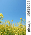 菜の花 15635092