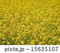 菜の花畑 15635107