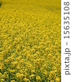 菜の花畑－２ 15635108