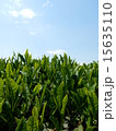 茶畑 15635110