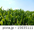 茶畑 15635111