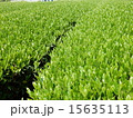 茶畑 15635113
