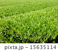 茶畑 15635114