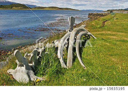 Whalebones by Beagle Channel in Tierra del Fuego 15635195