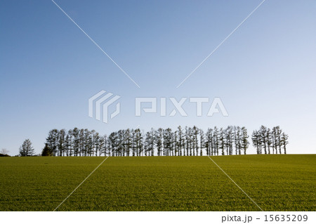 青い麦畑と松林 青い麦畑と松林 15635209