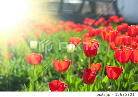 tulips  15635301