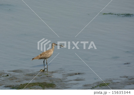 カニを捕まえたチュウシャクシギ 15635344