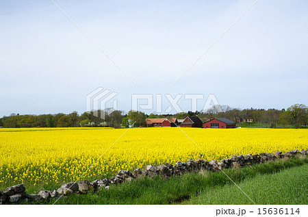 Swedish rural landscape 15636114