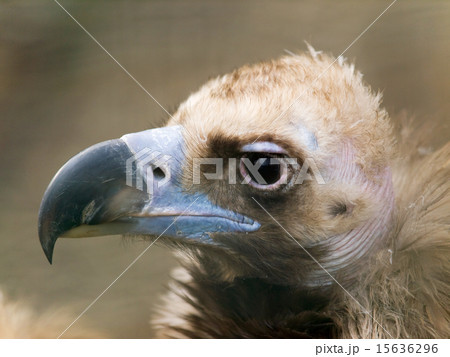 European black vulture 15636296