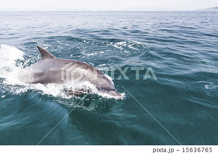 イルカ ジャンプ イルカ ジャンプ 15636765