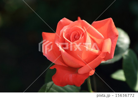 赤いバラの花 赤いバラの花 15636772