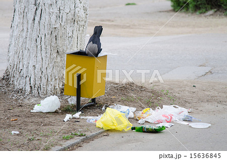 Crow is looking for food in a garbage urn 15636845