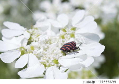 アカスジカメムシ 15636899