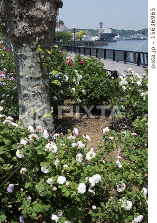 バラの咲く軍港 バラの咲く軍港 15636965