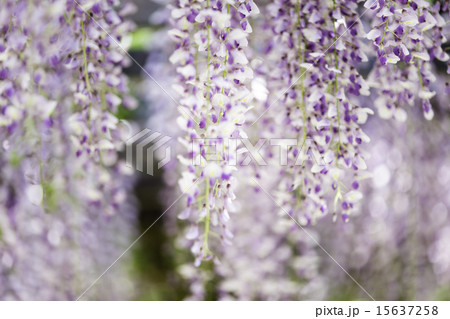 藤の花 15637258