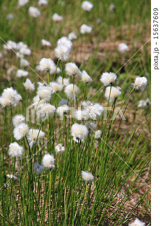 浄土平湿原のワタツゲ 浄土平湿原のワタツゲ 15637609