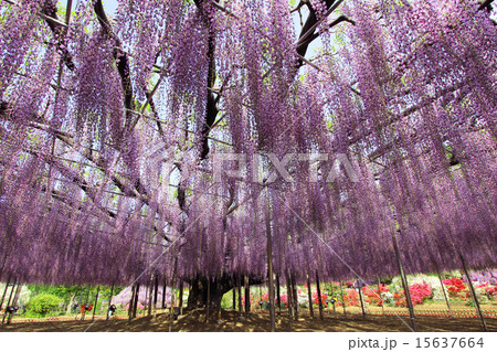足利フラワーパーク　大藤 15637664