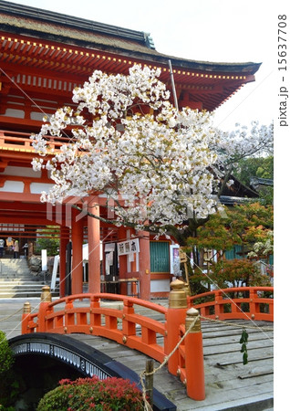 桜の上賀茂神社 15637708