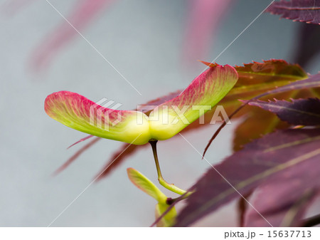 オオモミジの種 15637713