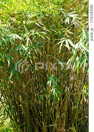 植物：ラッキョウヤダケ　イネ科 15638086