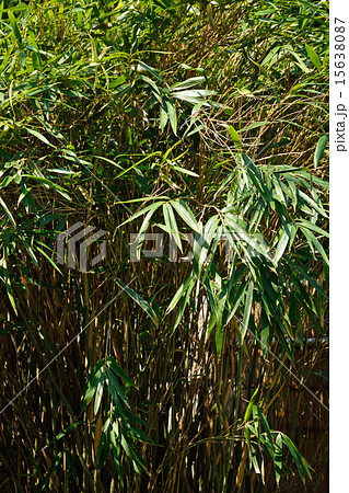 植物:ラッキョウヤダケ イネ科 植物:ラッキョウヤダケ イネ科 15638087