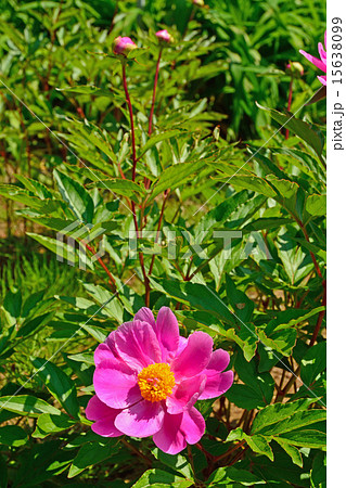 植物：シャクヤク　ボタン科 15638099